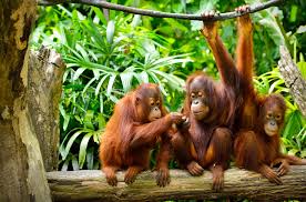 orangutan 3