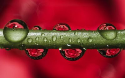 water drops on red twig